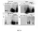 Fig. 22 - PEPTIDE NANOTUBE DEVICE AND MANUFACTURING METHOD THEREOF