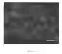 Fig. 33 - PEPTIDE NANOTUBE DEVICE AND MANUFACTURING METHOD THEREOF