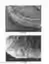 Fig. 06 - Rechargeable lithium cell having a chemically bonded phthalocyanine compound cathode
