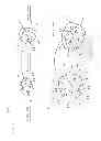 Fig. 04 - Artificial teeth