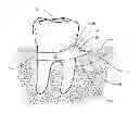Fig. 01 - PERIODONTAL DISEASE DEVICES AND METHODS