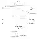 Fig. 02 - Methods for quantitative amplification and detection over a wide dynamic range