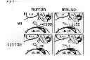 Fig. 07 - SOLUBLE GP130 MUTEINS WITH IMPROVED BINDING ACTIVITY