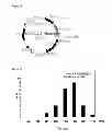 Fig. 09 - Bioassay Method for Antibody Against Thyroid-Stimulating Hormone Receptor, Measurement Kit for the Antibody, and Novel Genetically Modified Cell for Use in the Bioassay Method or the Measurement Kit