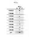 Fig. 03 - Amyloid protein oligomer-binding aptamer