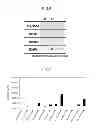 Fig. 04 - Amyloid protein oligomer-binding aptamer