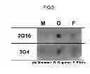 Fig. 07 - Amyloid protein oligomer-binding aptamer