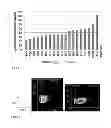Fig. 10 - SCREENING AND ENRICHMENT SYSTEM FOR PROTEIN EXPRESSION IN EUKARYOTIC CELLS USING A TRICISTRONIC EXPRESSION CASSETTE