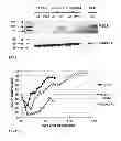 Fig. 13 - SCREENING AND ENRICHMENT SYSTEM FOR PROTEIN EXPRESSION IN EUKARYOTIC CELLS USING A TRICISTRONIC EXPRESSION CASSETTE