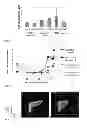 Fig. 15 - SCREENING AND ENRICHMENT SYSTEM FOR PROTEIN EXPRESSION IN EUKARYOTIC CELLS USING A TRICISTRONIC EXPRESSION CASSETTE