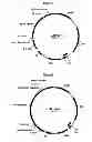 Fig. 03 - Methods for producing secreted polypeptides