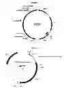 Fig. 04 - Methods for producing secreted polypeptides