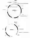 Fig. 05 - Methods for producing secreted polypeptides