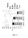 Fig. 23 - Treatment of biomass to dissolve lignin with ionic liquid composition