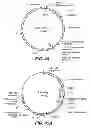 Fig. 71 - CELLULASE COMPOSITIONS AND METHODS OF USING THE SAME FOR IMPROVED CONVERSION OF LIGNOCELLULOSIC BIOMASS INTO FERMENTABLE SUGARS