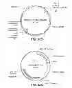 Fig. 79 - CELLULASE COMPOSITIONS AND METHODS OF USING THE SAME FOR IMPROVED CONVERSION OF LIGNOCELLULOSIC BIOMASS INTO FERMENTABLE SUGARS