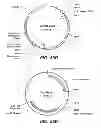 Fig. 80 - CELLULASE COMPOSITIONS AND METHODS OF USING THE SAME FOR IMPROVED CONVERSION OF LIGNOCELLULOSIC BIOMASS INTO FERMENTABLE SUGARS