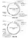 Fig. 82 - CELLULASE COMPOSITIONS AND METHODS OF USING THE SAME FOR IMPROVED CONVERSION OF LIGNOCELLULOSIC BIOMASS INTO FERMENTABLE SUGARS