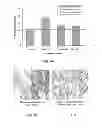 Fig. 07 - Connective tissue growth factor antibodies