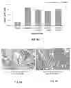 Fig. 08 - Connective tissue growth factor antibodies