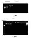 Fig. 04 - Low molecular weight branched polyamines for delivery of biologically active materials