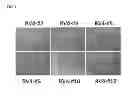 Fig. 02 - INDUCED PLURIPOTENT STEM CELLS PREPARED FROM HUMAN KIDNEY-DERIVED CELLS
