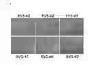 Fig. 03 - INDUCED PLURIPOTENT STEM CELLS PREPARED FROM HUMAN KIDNEY-DERIVED CELLS