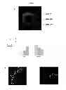 Fig. 05 - MODULATION OF GRANULOSA CELL APOPTOSIS