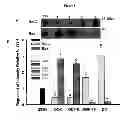 Fig. 07 - MODULATION OF GRANULOSA CELL APOPTOSIS