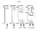 Fig. 12 - MODULATION OF GRANULOSA CELL APOPTOSIS