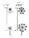Fig. 25 - MODULATION OF GRANULOSA CELL APOPTOSIS