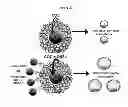 Fig. 28 - MODULATION OF GRANULOSA CELL APOPTOSIS