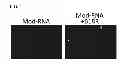 Fig. 06 - METHODS FOR TRANSFECTING CELLS WITH NUCLEIC ACIDS