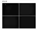 Fig. 11 - METHODS FOR TRANSFECTING CELLS WITH NUCLEIC ACIDS