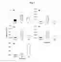 Fig. 04 - USE OF MICROBIAL BASED SOIL ADDITIVE TO MODULATE THE PHENYLPROPANOID PATHWAY IN PLANTS