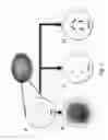 Fig. 02 - IMAGING CHROMOSOME STRUCTURES BY SUPER-RESOLUTION FISH WITH SINGLE-DYE LABELED OLIGONUCLEOTIDES
