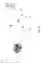 Fig. 33 - IMAGING CHROMOSOME STRUCTURES BY SUPER-RESOLUTION FISH WITH SINGLE-DYE LABELED OLIGONUCLEOTIDES