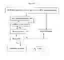 Fig. 02 - Rapid Genotyping Analysis and the Method Thereof
