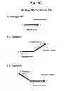 Fig. 02 - Detection of target nucleic acid sequences by PO cleavage and hybridization