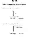 Fig. 03 - Detection of target nucleic acid sequences by PO cleavage and hybridization