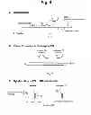 Fig. 06 - Detection of target nucleic acid sequences by PO cleavage and hybridization