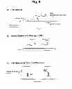 Fig. 07 - Detection of target nucleic acid sequences by PO cleavage and hybridization