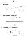 Fig. 15 - Detection of target nucleic acid sequences by PO cleavage and hybridization