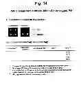 Fig. 16 - Detection of target nucleic acid sequences by PO cleavage and hybridization
