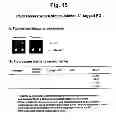 Fig. 17 - Detection of target nucleic acid sequences by PO cleavage and hybridization