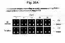 Fig. 22 - Detection of target nucleic acid sequences by PO cleavage and hybridization