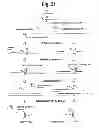 Fig. 24 - Detection of target nucleic acid sequences by PO cleavage and hybridization