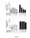 Fig. 06 - Use of multivalent synthetic ligands of surface nucleolin for treating cancer or inflammation