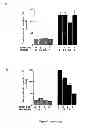 Fig. 07 - Use of multivalent synthetic ligands of surface nucleolin for treating cancer or inflammation