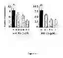 Fig. 10 - Use of multivalent synthetic ligands of surface nucleolin for treating cancer or inflammation